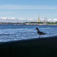 Петербурженка :: Ирина Соловьёва Петербурженка :: Ирина Соловьёва