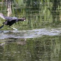 Низкий старт. :: Владимир Савельев
