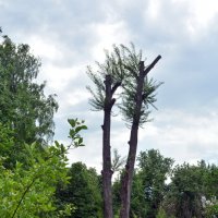Старое дерево :: Леонид Иванчук Старое дерево :: Леонид Иванчук