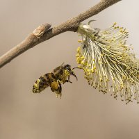 За нектаром... :: Андрей Пристяжнюк За нектаром... :: Андрей Пристяжнюк
