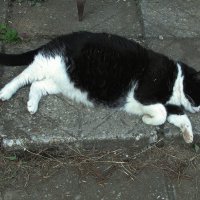 Умирающий от жары :: Людмила Смородинская Умирающий от жары :: Людмила Смородинская