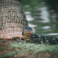 Водные вараны в парке Лумпини в Бангкоке :: Дмитрий Водные вараны в парке Лумпини в Бангкоке :: Дмитрий