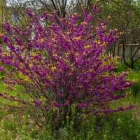 Весна :: Анатолий Чикчирный