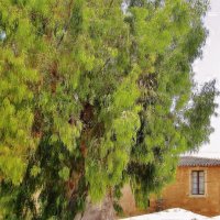 .. красивые эвкалипты, которые высушили болота Кипра... :: galalog galalog