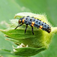 Личинка божьей коровки! :: Елена Хайдукова ( Elena Fly ) Личинка божьей коровки! :: Елена Хайдукова ( Elena Fly )