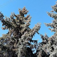 Апрель. :: Владимир Драгунский