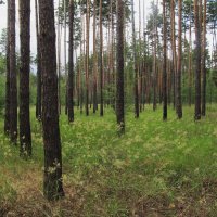 окраина Воронежа :: Елена Шаламова