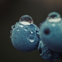 Дикие ягоды. :: Анатолий Щербак