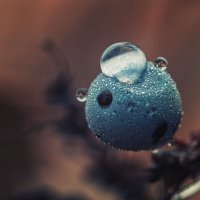 Дикие ягоды. :: Анатолий Щербак Дикие ягоды. :: Анатолий Щербак