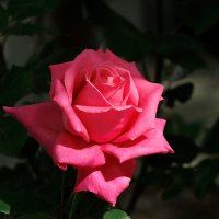 Розочка :: Светлана Тихонина Розочка :: Светлана Тихонина