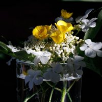 Цветы :: Oleg S