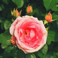 Колючая и прекрасная. :: Татьяна Помогалова
