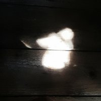 Солнечный зайчик :: Наталья Герасимова