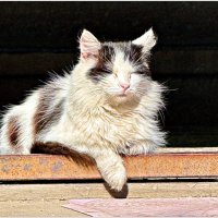 Котик из Советска на солнышке. :: Валерия Комова