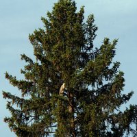 Любимое место отдыха серой цапли. :: Владимир Безбородов