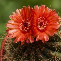 Цветение кактусных редкостей - Notocactus ottonis v. vencluianus :: Николай Зиновьев Цветение кактусных редкостей - Notocactus ottonis v. vencluianus :: Николай Зиновьев