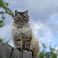 Кот :: Ольга 