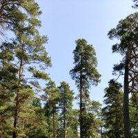 Сосновый бор . Июнь . :: Мила Бовкун