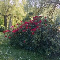 Рододендроны :: Veera V Рододендроны :: Veera V