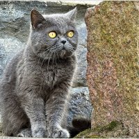 Красавцы из Советска. :: Валерия Комова Красавцы из Советска. :: Валерия Комова