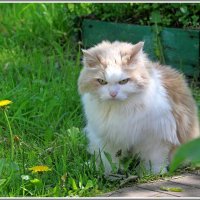 Алиса. :: Владимир Попов