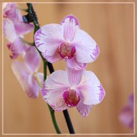 Fong Tien's Amapearl - акварельная :: Irene Irene Fong Tien's Amapearl - акварельная :: Irene Irene