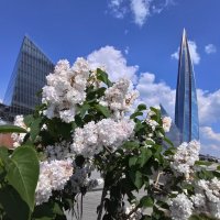 Сирень :: tipchik 