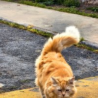 СЕРЬЁЗНАЯ   КОШКА :: Анатолий Малобродский