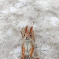 Бельчонок :: Василий Королёв