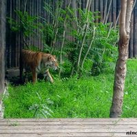 Тигр в ростовском зоопарке :: Нина Бутко Тигр в ростовском зоопарке :: Нина Бутко