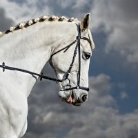 Конь :: SanSan 