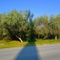 Феодосия. Лох серебристый вдоль Симферопольского шоссе. :: Пётр Чернега Феодосия. Лох серебристый вдоль Симферопольского шоссе. :: Пётр Чернега