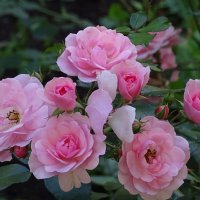 Розовые розы! :: Anna-Sabina Anna-Sabina Розовые розы! :: Anna-Sabina Anna-Sabina