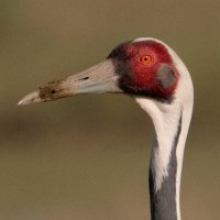 Даурский журавль :: Yudong Liu