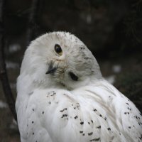 Полярная сова :: Арина 
