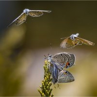 Бабочки. Голубянка саговниковая - Luthrodes pandava :: Александр Григорьев