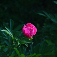 пион :: Владимир иванов