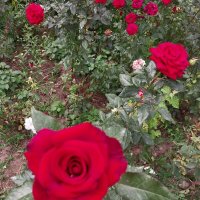 Almaty. :: Murat Bukaev 