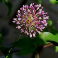 Дикий, совсем дикий ))) :: Natali 