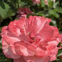 Королева цветов :: Pippa 