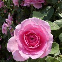 Королева цветов :: Pippa 