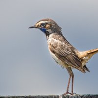 Варакушка :: Георгий Кулаковский