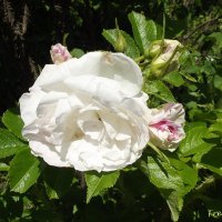 Роза :: Freddy 97 Роза :: Freddy 97