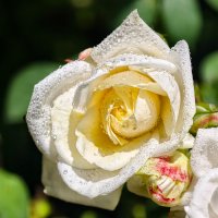 -------- :: igor G.