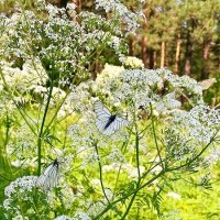 танец на зонтиках :: Вера Солнцевна