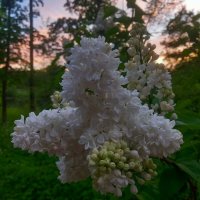 Сирень :: Сапсан 