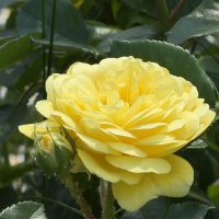 Королева цветов :: Pippa 