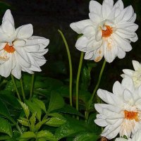 Георгины во время дождя :: Наталья *** Георгины во время дождя :: Наталья ***