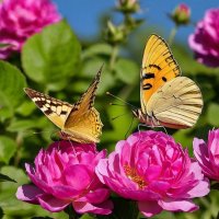 Бабочки на розах :: Наталья *** Бабочки на розах :: Наталья ***