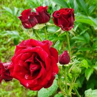 Розы под дождём. :: Милешкин Владимир Алексеевич Розы под дождём. :: Милешкин Владимир Алексеевич